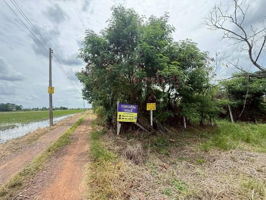 ขายด่วนที่ดินถมแล้ว 200 ตารางวา ถมแล้วทั้งแปลง สูงกว่าถนนคลองห้าตะวันตก 19 อ.คลองหลวง จ.ปทุมธานี 1