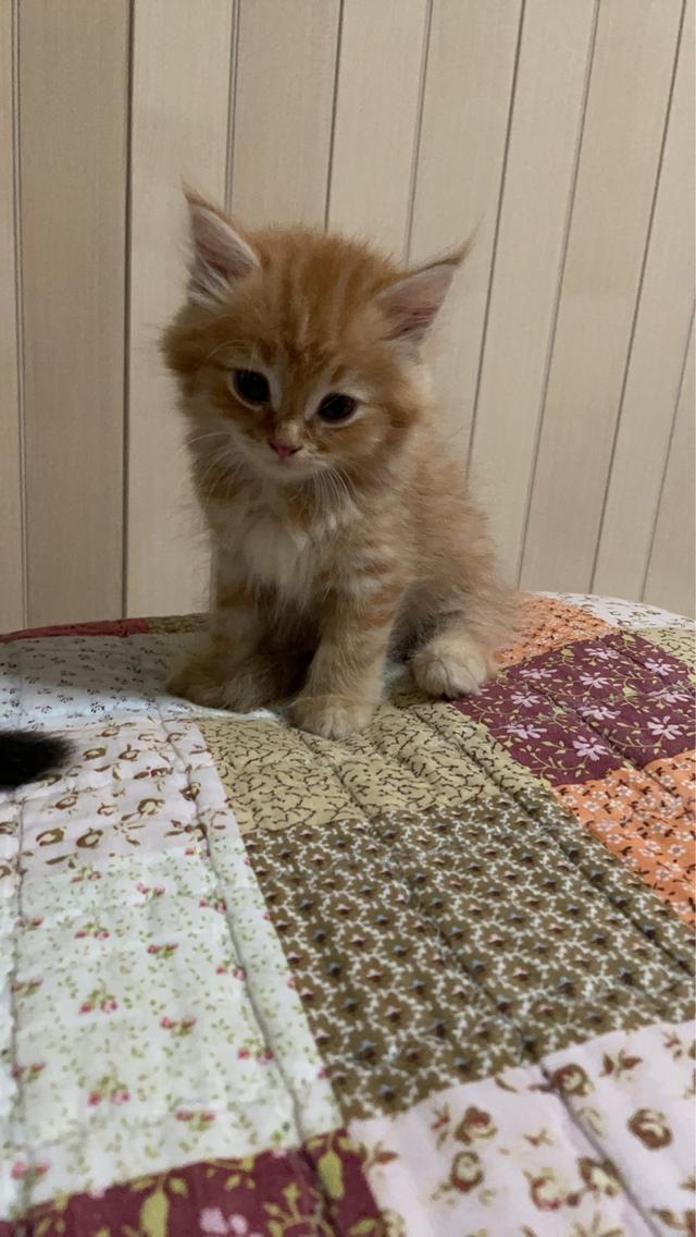 สัตว์เลี้ยง แมวแง่วๆๆ รูปที่ 1