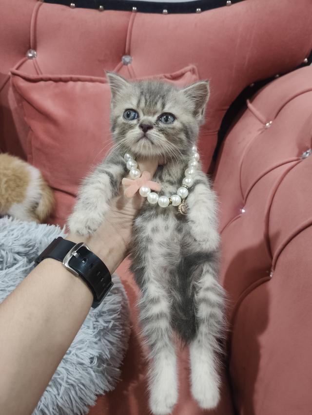 เด็กหญิง เทาลาย สก็อตติช🏠🏡😻 รูปที่ 9