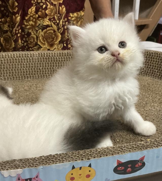 ลูกแมวเปอร์เซียขาวแท้สายตรง รูปที่ 10