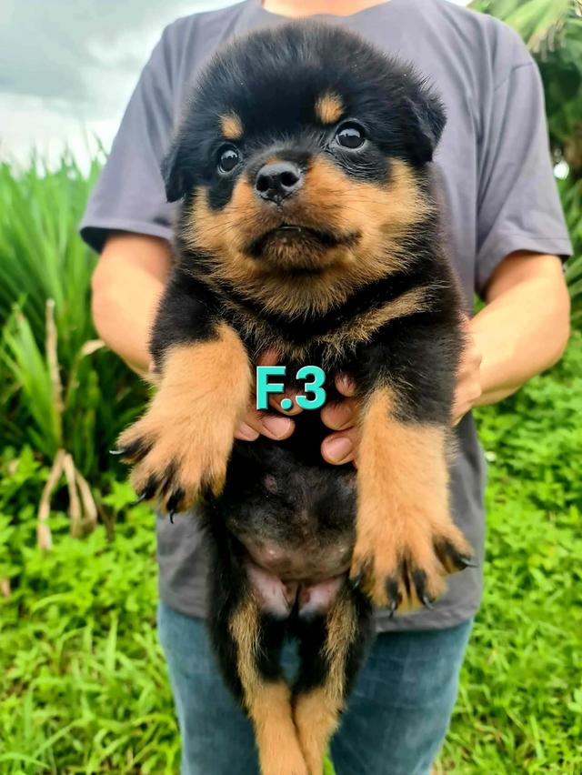 ลูกสุนัข Rottweiler พันธุ์แท้ 11
