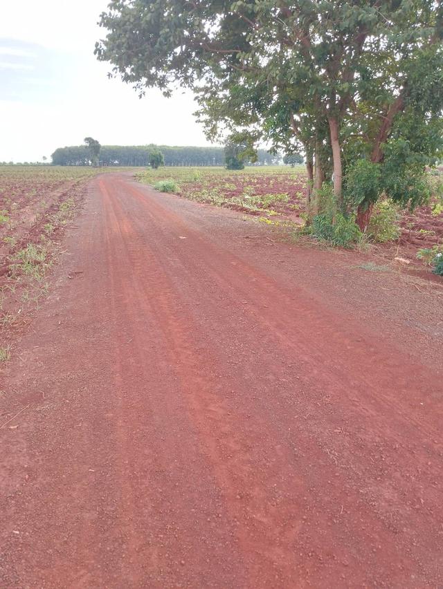 ที่ดินแดง ทำเลติดถนนนครราชสีมา-โชคชัย อยู่ระหว่างนครราชสีมา-บุรีรัมย์ 10ไร่ ไร่ละ200,000บาท สนใจติดต่อโทร 0626274059 คุณอัจฉรี 0946431463 คุณอรัญ 5