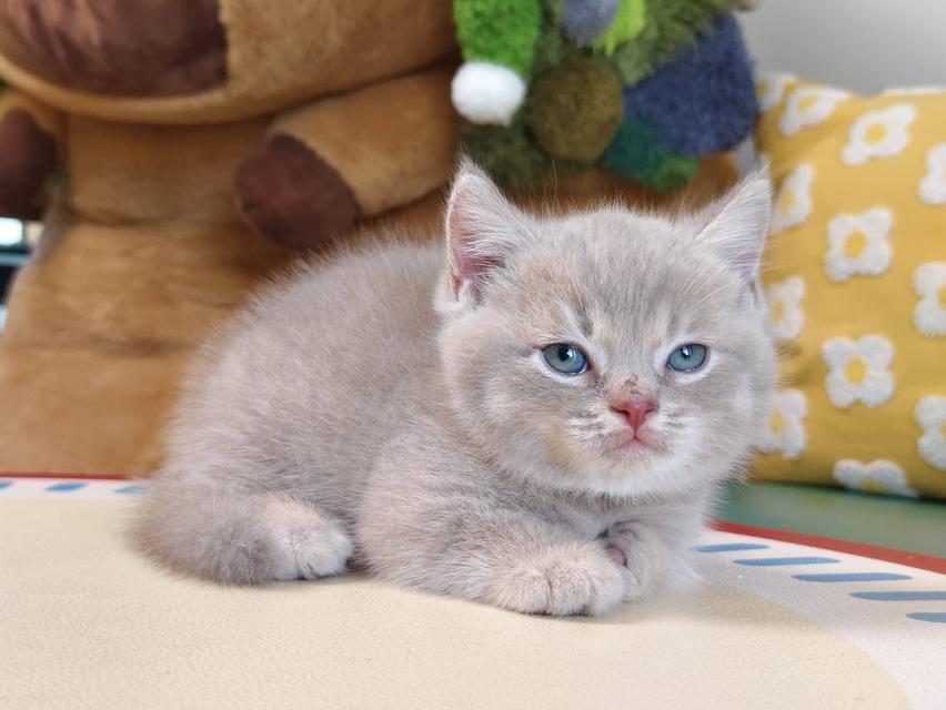 แมวขาสั้น Munchkin short leg chiangmai รูปที่ 9