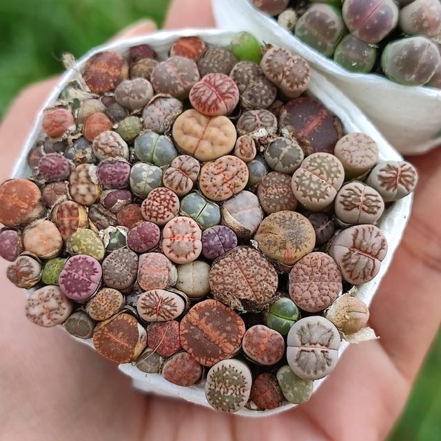 เซทกุหลาบหิน Lithops 3