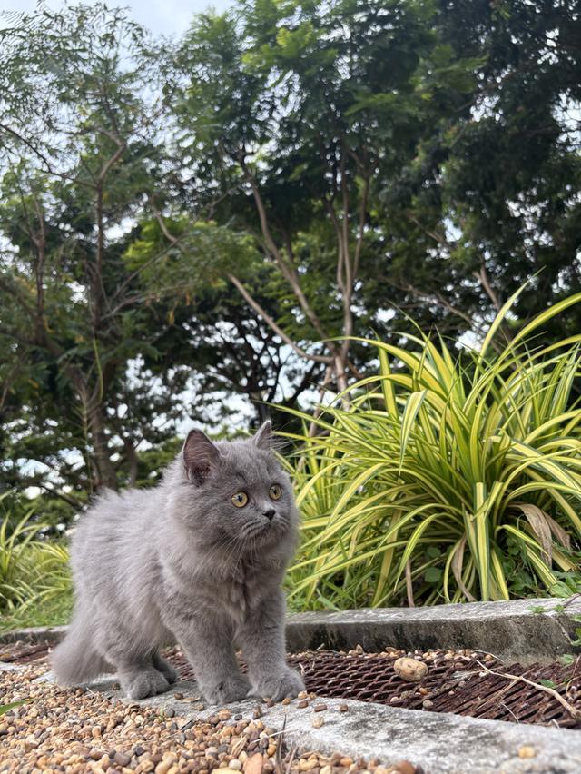 สก็อตติชลองแฮร์ (ดญ) สีบลู 5