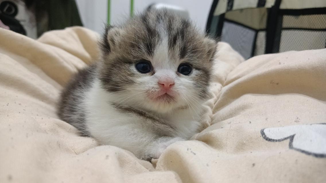 น้องแมวมัชกิ้นขาสั้น 5