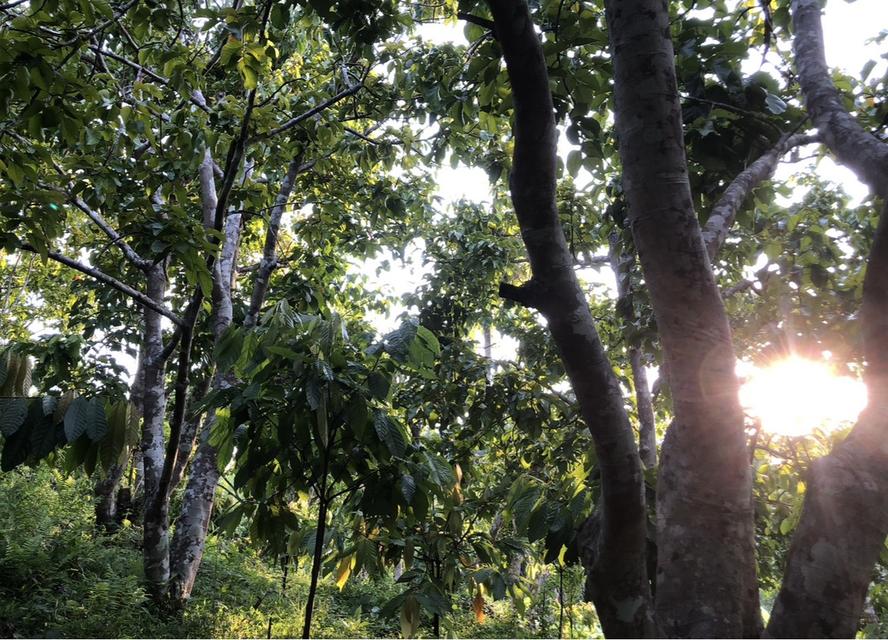 ที่ดิน สวนกระท้อน .................... 3