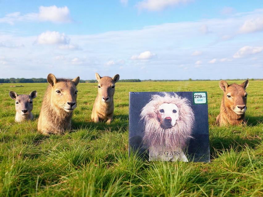 ซีดี BIG ASS ชุดนี้ลดราคา 229 เหลือ 120 บาท