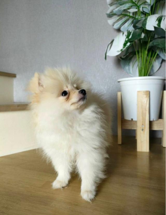 สุนัข Pomeranian 4