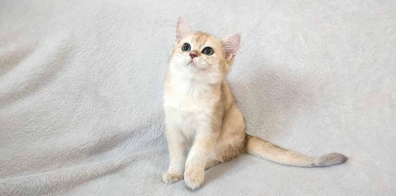 British Shorthair  15
