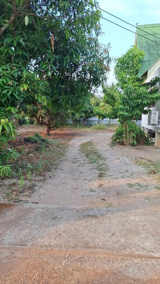 ขายที่ดินพร้อมบ้าน อ.เมือง จ.ลำพูน 5