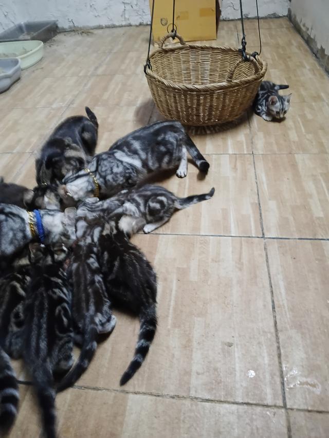 ขายน้องแมวอเมริกันชอตแฮร์อายุสองเดือนจำนวยเก้าตัวยกหรือแยกได้ครับติดต่อเบอรฮ์โท0909549597 12
