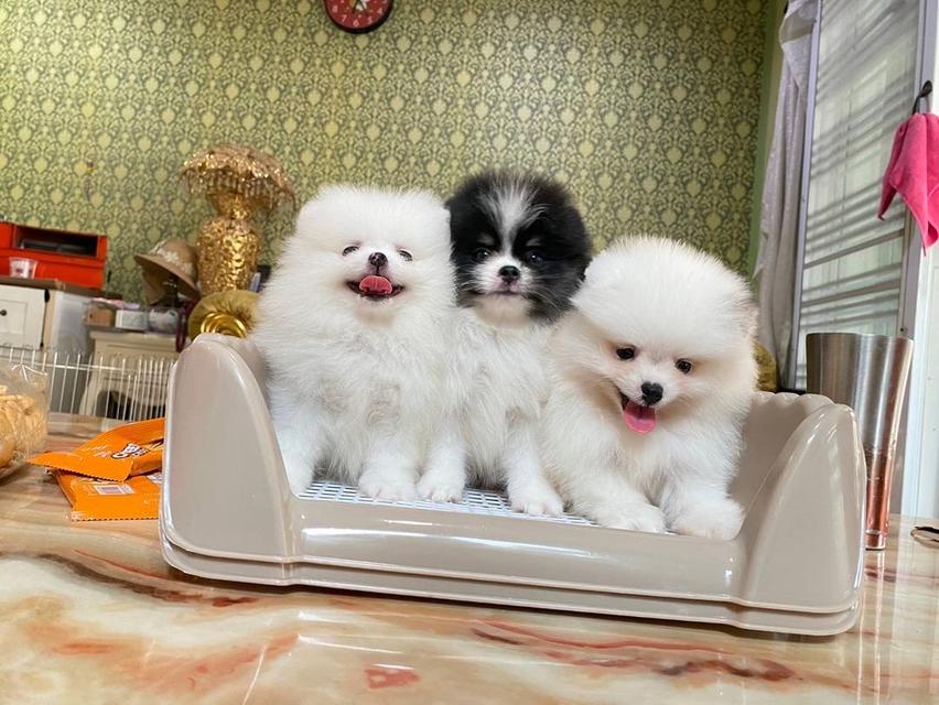 ลูกปอมแท้  6