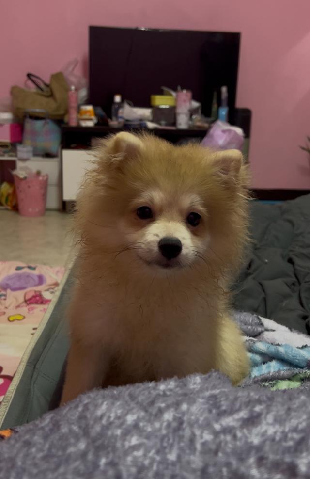น้อมปอม
