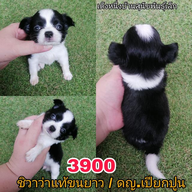 ชิวาว่าเเท้ขนยาว ไซส์จิ๋ว 3900 รวมวัคซีน ถ่ายพยาธิเเละเทสลำไส้ พร้อมย้าย