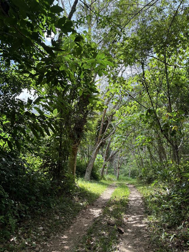 ขายที่ดิน 49 ไร่ ใกล้เมืองเบตง กม.6 สวนทุเรียน + ยางพารา + น้ำลำธารตลอดปี 💦🌳