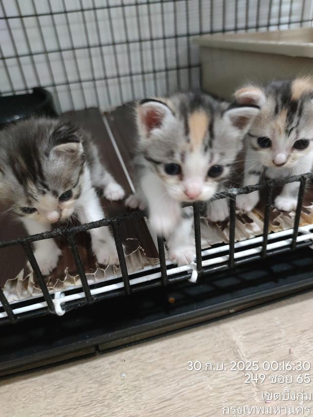 ลูกแมวหาบ้านใหม่ 4