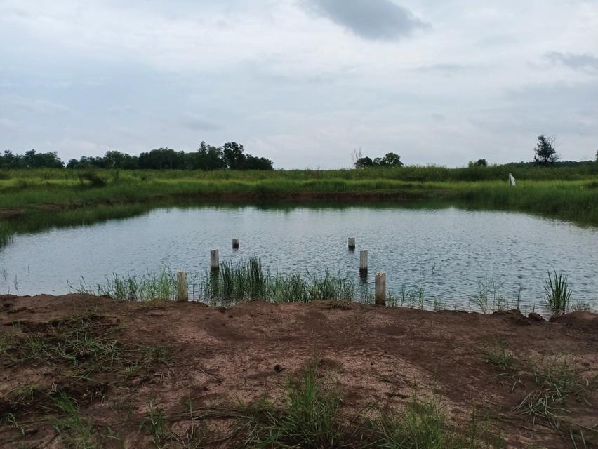 ขายด่วน! ที่ดิน จ.นครนายก คลอง16/ที่ถมแล้ว (เจ้าของขายเอง) 5