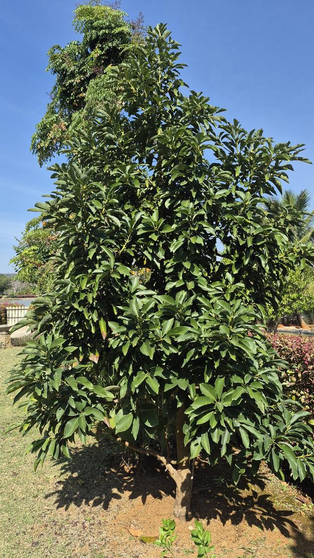 บ้านโครงการ Holiday Park ปากข่อง  5 ห้องนอน 5 ห้องน้ำ บ้านสไตล์บาหลี บนพื้นที่ 1 ไร่ 17