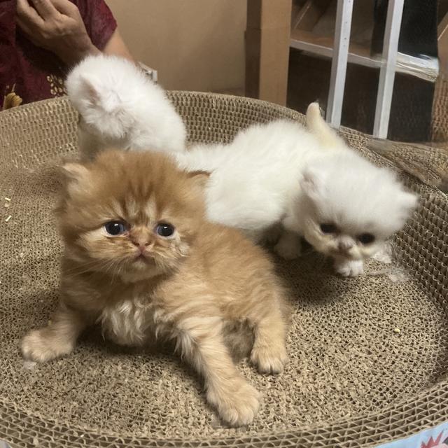 ลูกแมวเปอร์เซียหน้าบี้หน้าหล่น ขาว  รับน้องได้หลัง 23 มีค 69 เปิดกล้องดูก่อนได้ค่ะ รูปที่ 5
