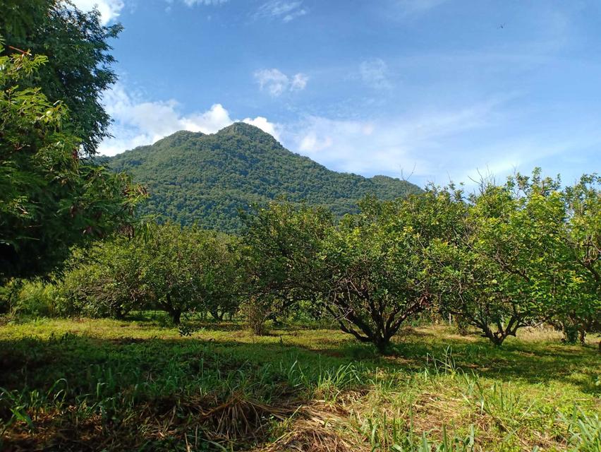 ที่ดิน2ไร่ โฉนดครุฑแดง เขาใหญ่ปากช่อง 5