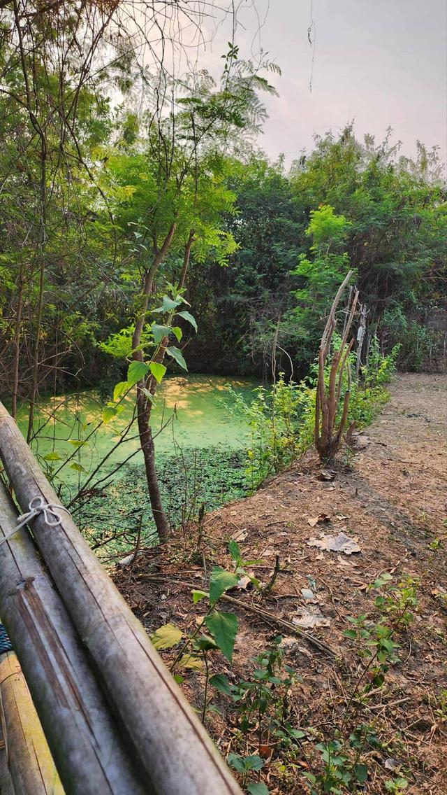 ขายที่ดินถมแล้ว 4-0-40 ไร่ น้ำไม่ท่วม เหมาะแก่การทำสวนและปลูกบ้าน ต.หนองปลาสะวาย อ.บ้านโฮ่ง จ.ลำพูน 5