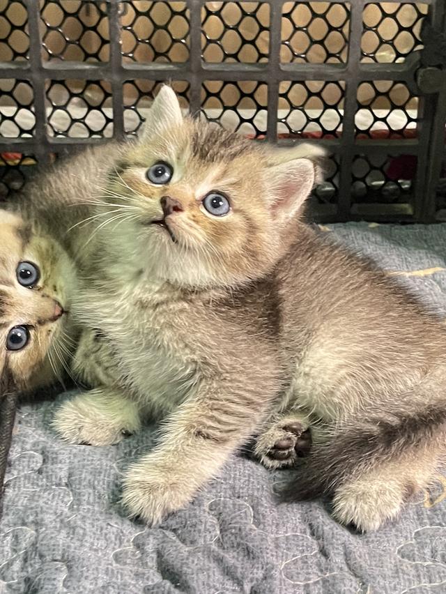แมวลูกครึ่งบริติช