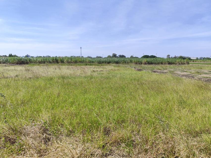 Vacant land for sale  1-9 Rais good view natural plot amidst cornfields near Kasetsart University, Kamphaeng Saen Caขายที่ดินเปล่า มีแหล่งน้ำใสสองบ่อ  8