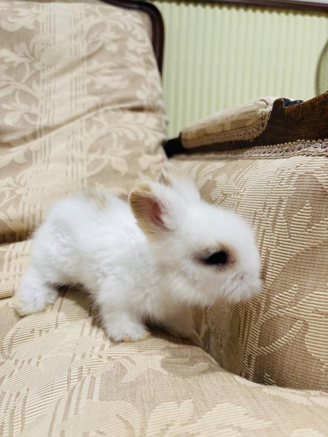 Teddy Bear Rabbit 9