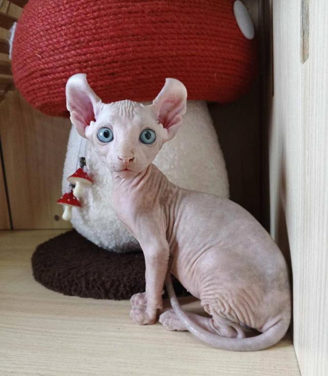32.แมวเอลฟ์/เพศเมีย หาบ้าน Elf Cat/Female looking for a new home