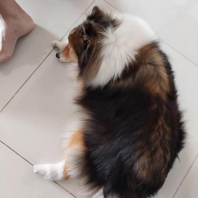 ขาย Shetland Sheepdog ขนสวย 2