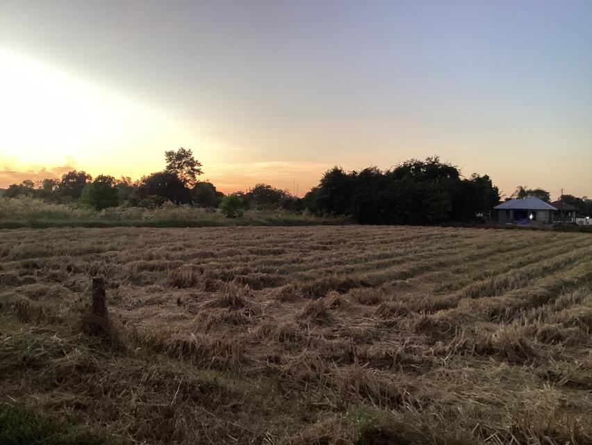 ขายที่ดินติดโครงการจัดสรรในเมืองนครพนม 5