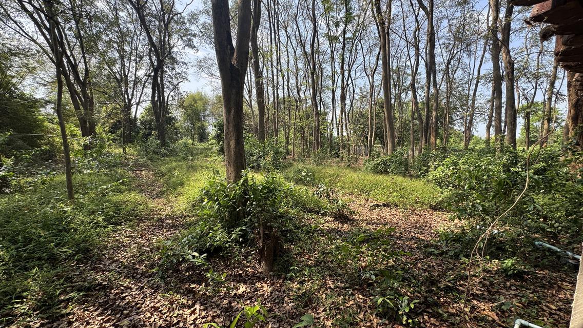 ขายที่สวน11 ไร่ พร้อมบ้าน2 หลัง มีรั้วล้อมรอบ ประตูรีโมท และรั้วล้อมสวน4ด้าน พร้อมต้นประดู่ ต้นกล้วย มะม่วง กระท้อน มะนาว มะกรูด 4