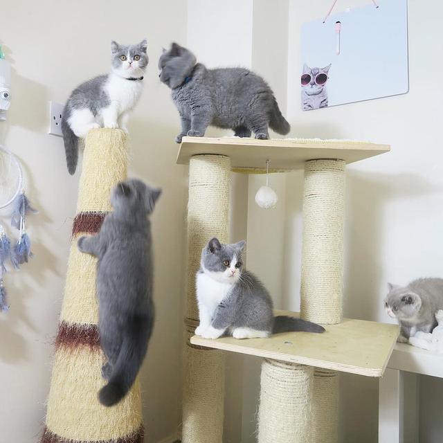 british shorthair kittens