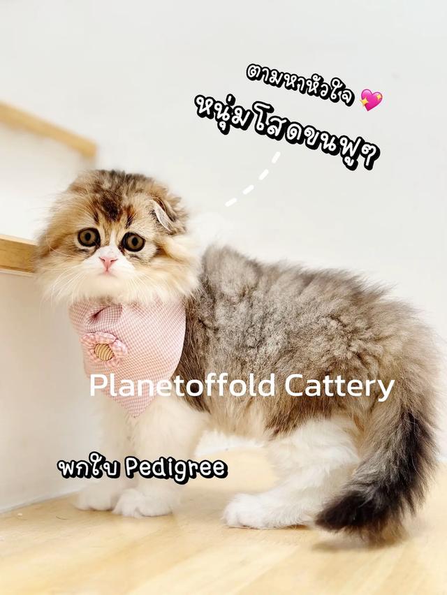 แมว Scottish fold 2