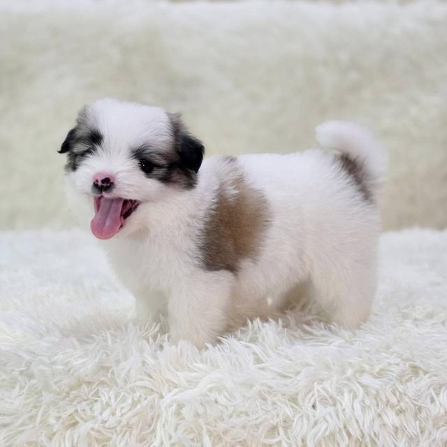 ชิสุผสมปอม เพศผู้ พิกัดรามอินทรา 6