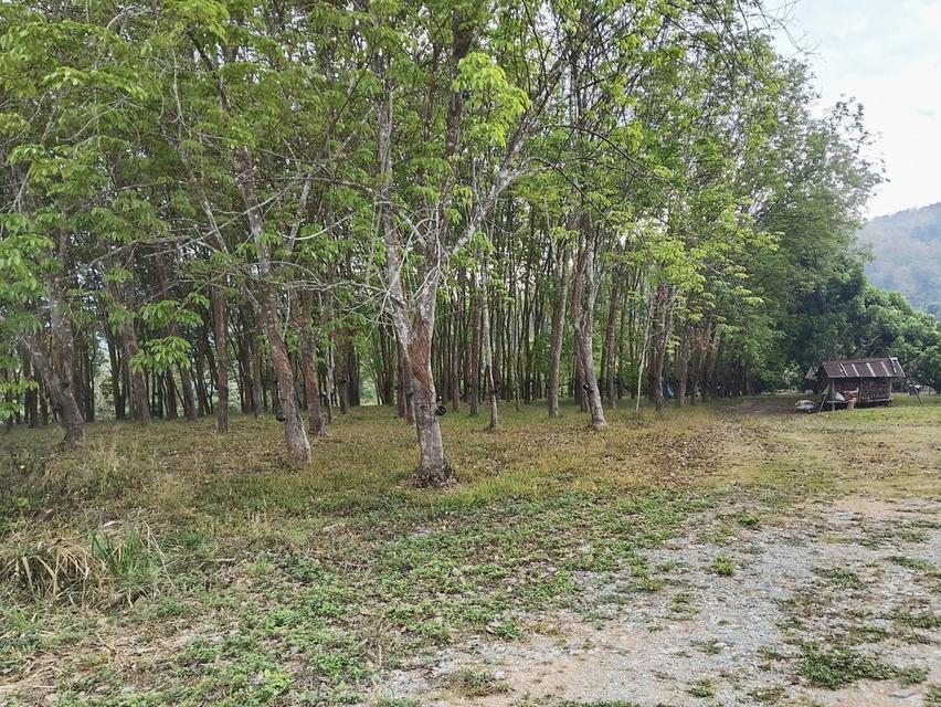 ที่ดินสวนยางพร้อมกรีด 3ไร่1งาน60ตรว 3ล้านบาท 4