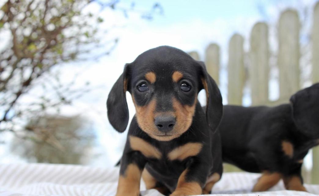 dachshund puppies For Sale รูปที่ 2