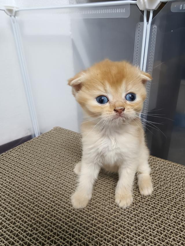 ลูกแมว สีส้มสี🍊น้ำตาล🐻หูพับและไม่พับ มันกินช์ขาปกติ รูปที่ 2