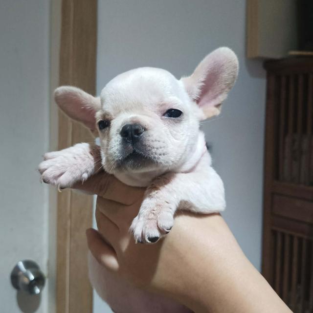 ขายลูกสุนัขสายพันธุ์ เฟร้นช์บูลด็อก