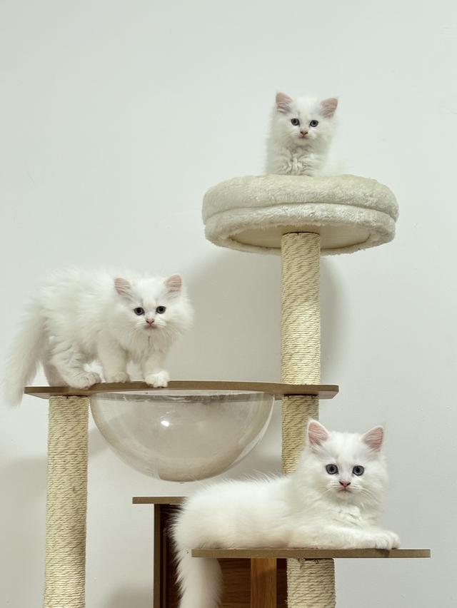 แมวเปอร์เซีย persian cat
