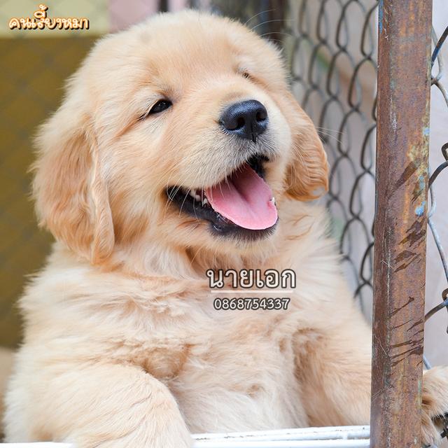 ขายลูกโกลเด้นแท้ ลูกโกลเด้นรีทรีฟเวอร์ พร้อมส่งลูกค้า กรุงเทพฯ นนทบุรี ปทุมธานี สมุทรปราการ ชลบุรี ระยอง โคราช สระบุรี ฉะเชิงเทรา นครนายก ฯลฯ
