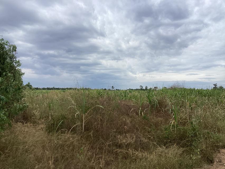 ขายที่ดิน76ไร่เพื่อโครงการโซล่าเซลล์ใน จ.สกลนคร 7