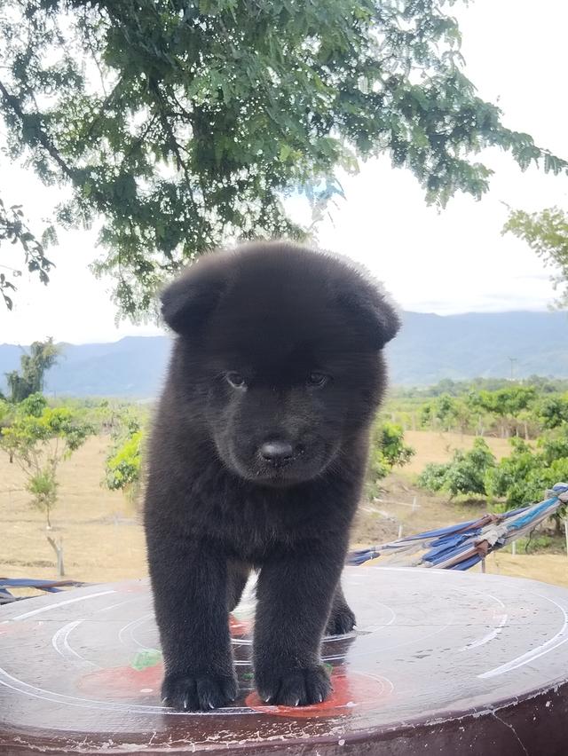 เชาเชา ผสม ไซบีเรียน 5