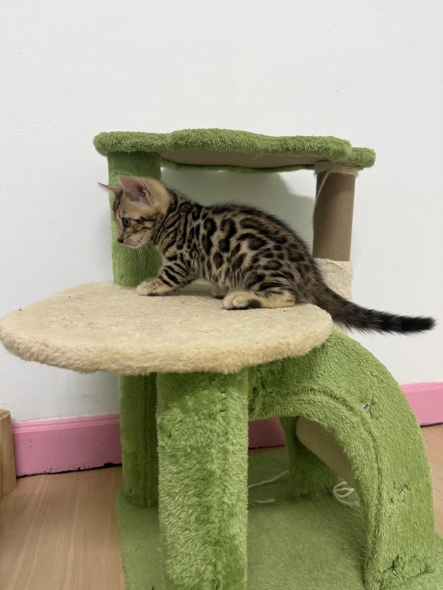 Bengal cat แมวเบงกอล รูปที่ 4