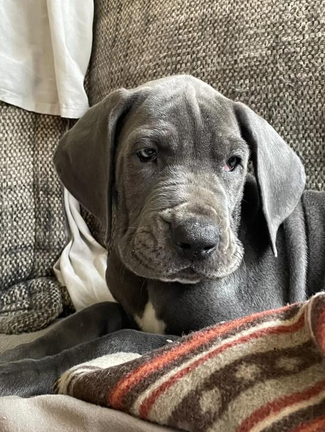 Great Dane Puppies | WhatsApp me : +66 63 826 3042 รูปที่ 3