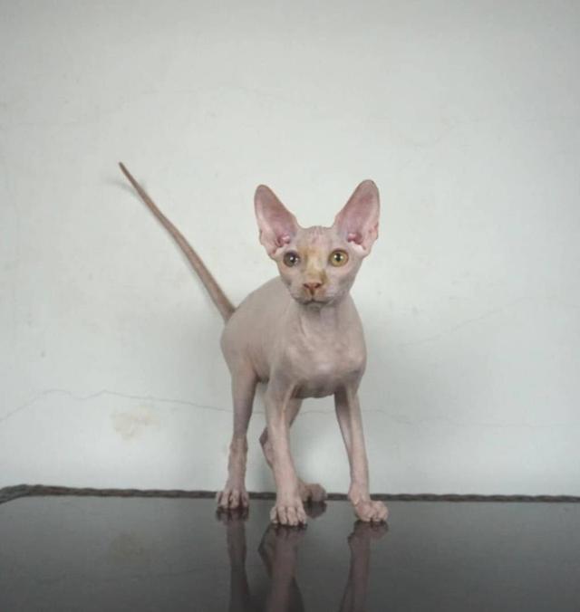 5.แมวสฟิงซ์/เพศผู้ หาบ้าน Sphynx Cat/Male looking for a new home 4