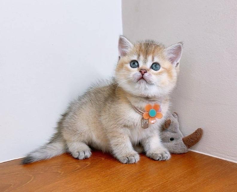 British Shorthair (ผู้หญิง) 6