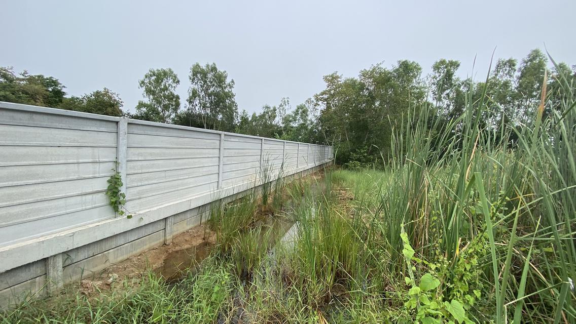 ขายด่วนที่ดินคลองสอง 183 ตรวติดถนนคอนกรีตสาธารณะ ซ.ไอยรา 22 อ.คลองหลวง จ.ปทุมธานี 4