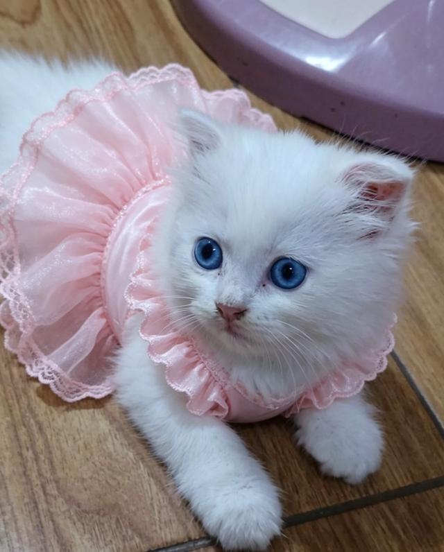 แมว scottish foldแมว scottish fold รูปที่ 6